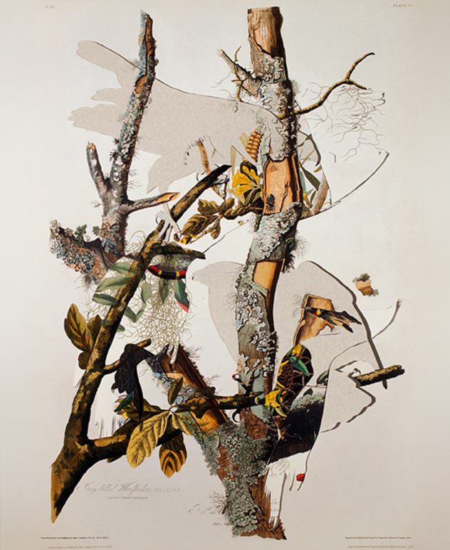 Regula Dettwiler: From the series 'Lost/Birds of America', 2012
Art calendar, cutouts (Birds of America, DuMont's Zoological Cabinet, J.J. Audubon), 52 x 42.5 cm, photo: Christoph Panzer